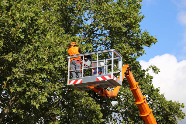 Best Stump Grinding and Removal  in Chelan, WA